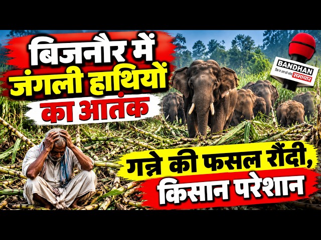 बिजनौर में जंगली हाथियों का आतंक, गन्ने की फसल रौंदी,  किसान परेशान
