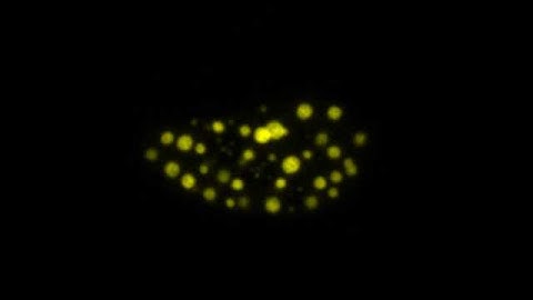 Nuclear TDP-43 droplets merging