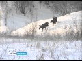 В лесах Ярославской области пересчитывают диких животных