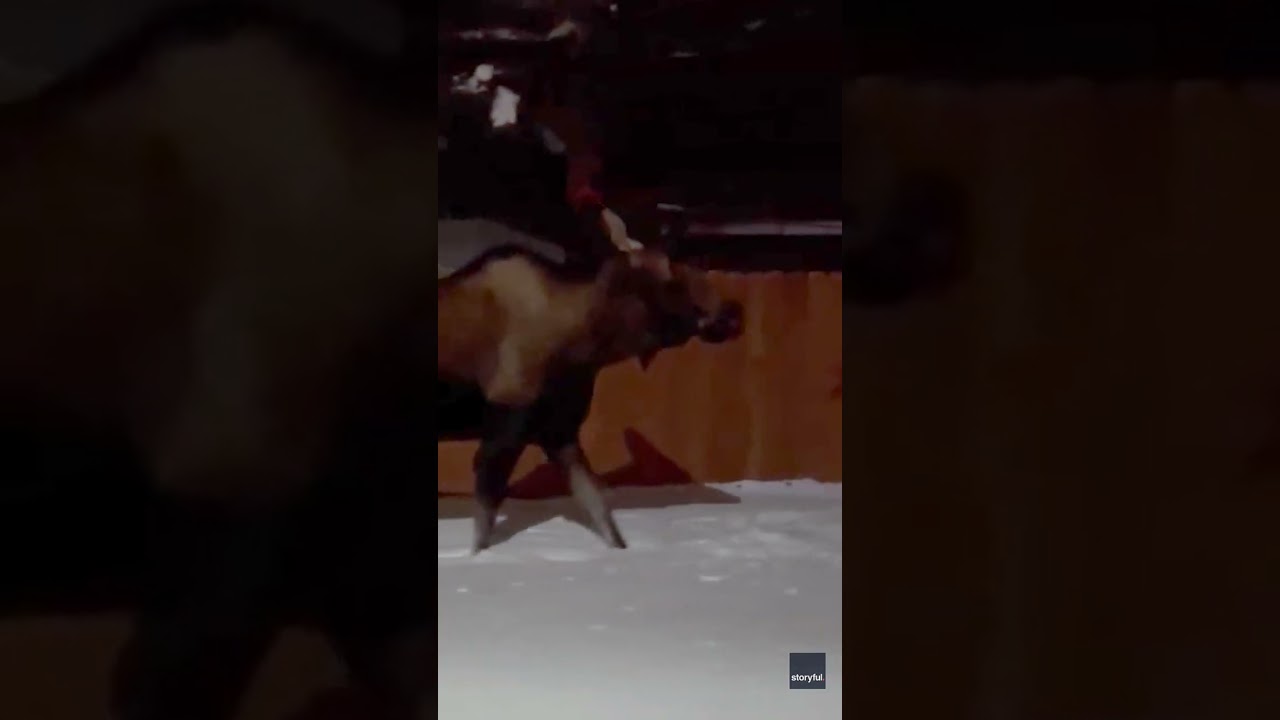 Moose snack fail embarrasses moose as humans film and laugh #Shorts