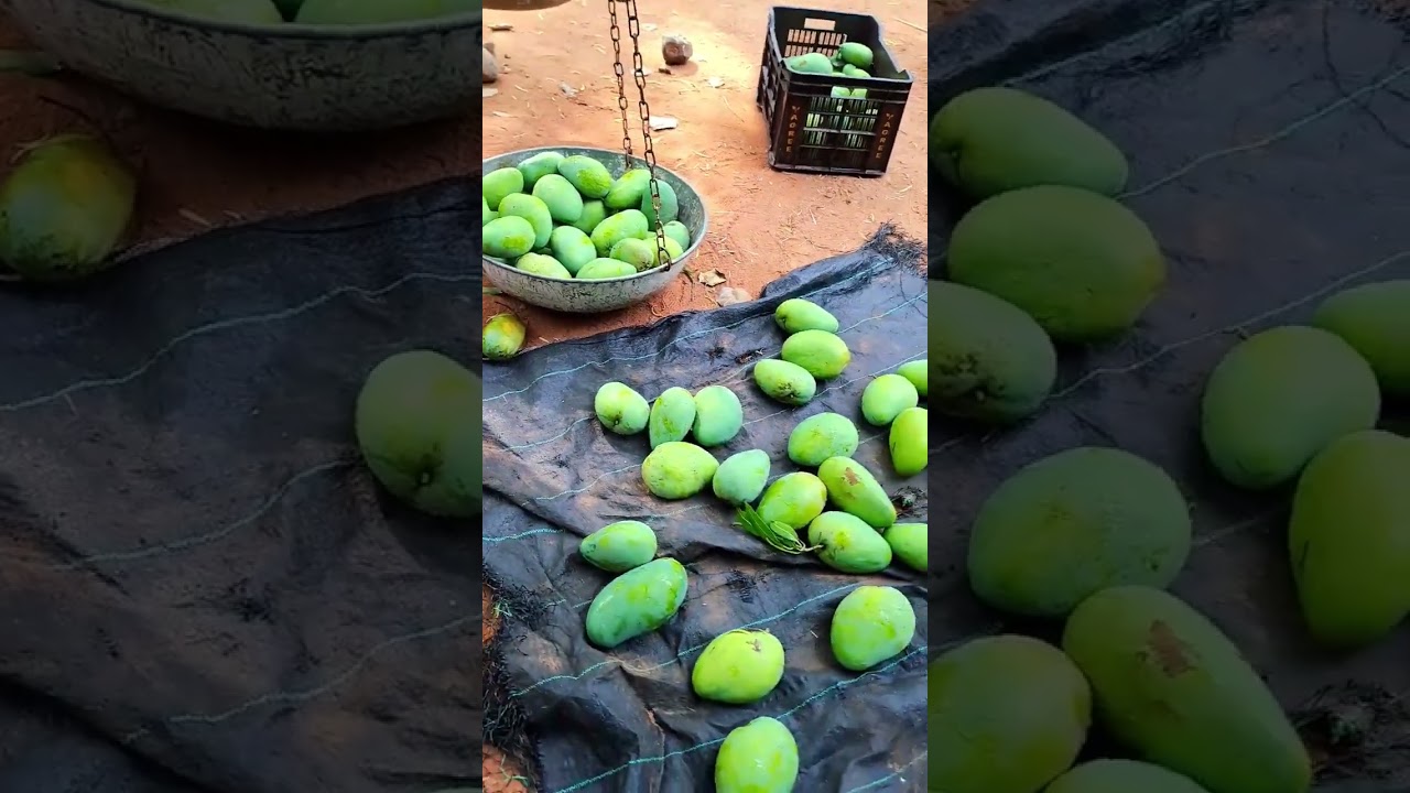 Check This Amazing Organic Mangoes❤️‍🔥❤️‍🔥 