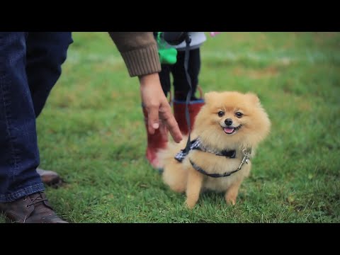 Video: „Pet Scoop“: ankstyvas kontaktas su šunimis mažina astmos riziką, įstrigo šunys, išlaisvinti iš stalčių