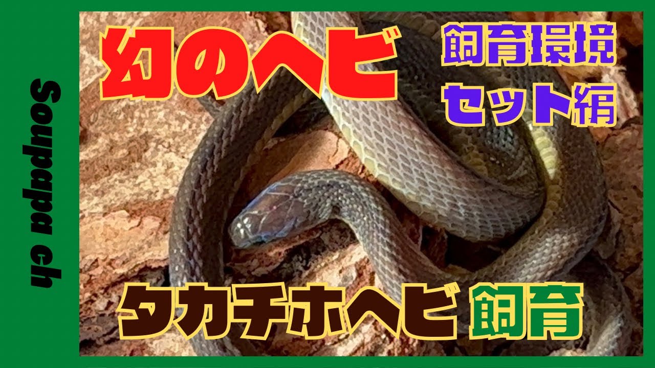 Extremely Rare, Unusual Snake, Legendary Snake] Creating a