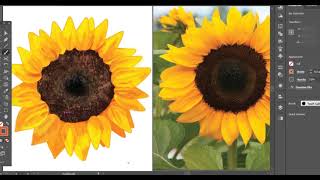 Adobe Illustrator Timelapse- Sunflower