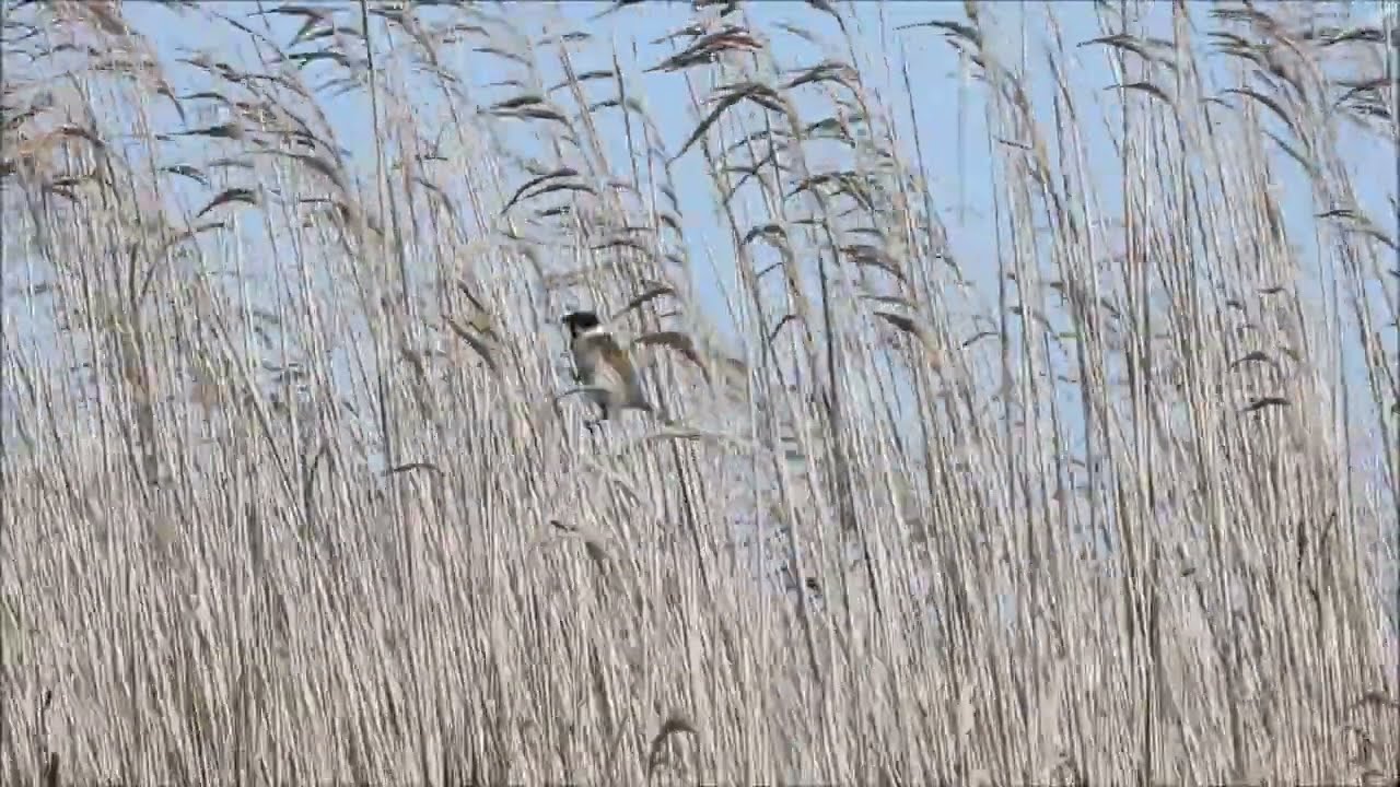 El último canto del escribano palustre