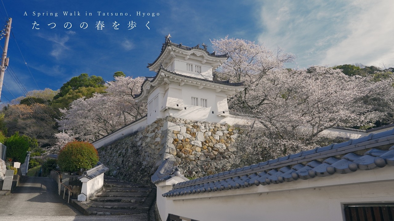 【まち歩き】兵庫の古い町並みで散り際の桜を眺める旅。歴史と海と桜が彩る豊かな春。【たつの市】