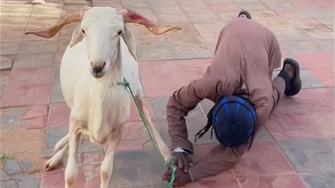 Tabaski: Kadja Wara & Koke fêtent en famille | Sketch drôle Afrique-Europe