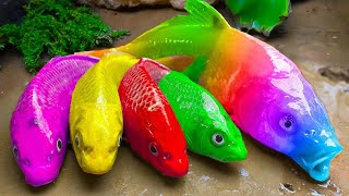 Funny Fish Videos ❤️ Rainbow Koi Fish Koi Fish explores new lands | Stop Motion