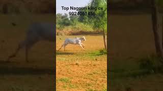 Nagouri top quality ox super quality ox Nagour  ball bull energy super Nagour