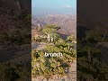 The Tree That BLEEDS Real "Blood"! 😱 #dragonsbloodtree #shorts #fyp #naturefacts #viral