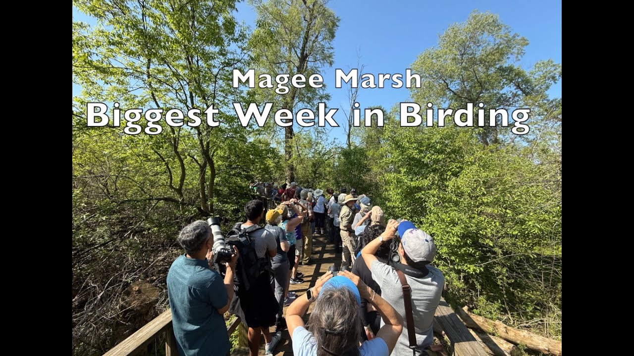 Biggest Week in Birding - YouTube