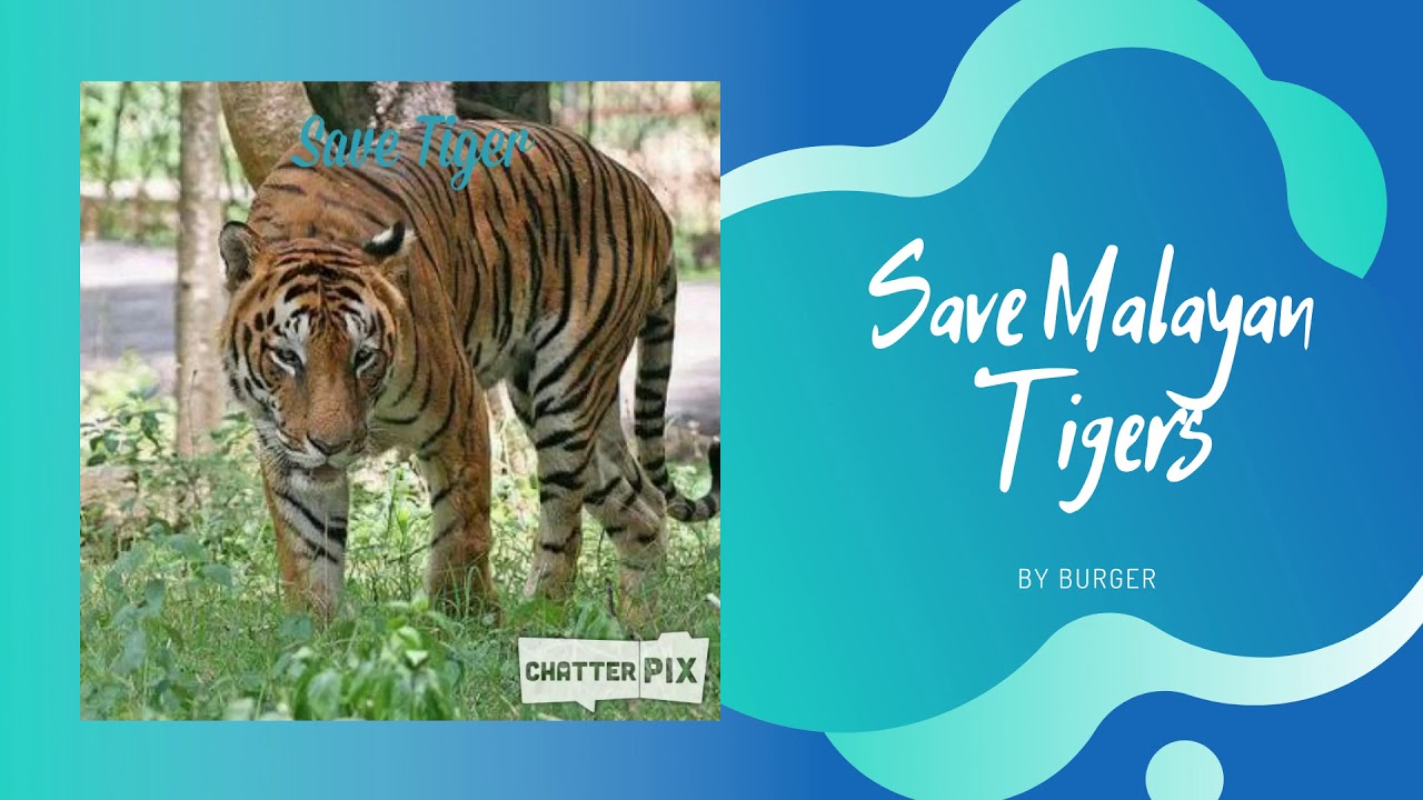 Malayan Tigers - YouTube