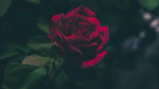 La Vie En Roserumorsorry Not Sorry - Kt Girls -