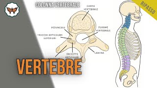 3-minuti | Colonna vertebrale e vertebre