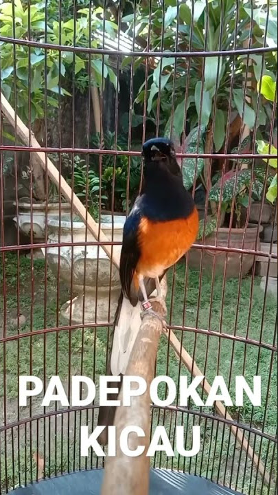 murai mewah satu nafas 3 lagu