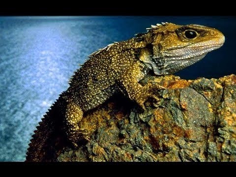 Top 10 Longest Living Animals - YouTube