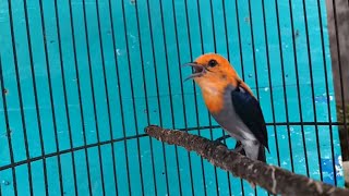 SUARA KEMADE CIT KERES JANTAN GACOR NGALAS ‼️ MP3 masteran pikat pancingan burung tembakan pedas lot