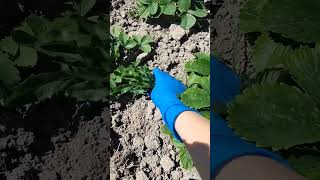 Трохи сільського гумору,треба ж якось піднімати настрій нагороді #город #село #бурян