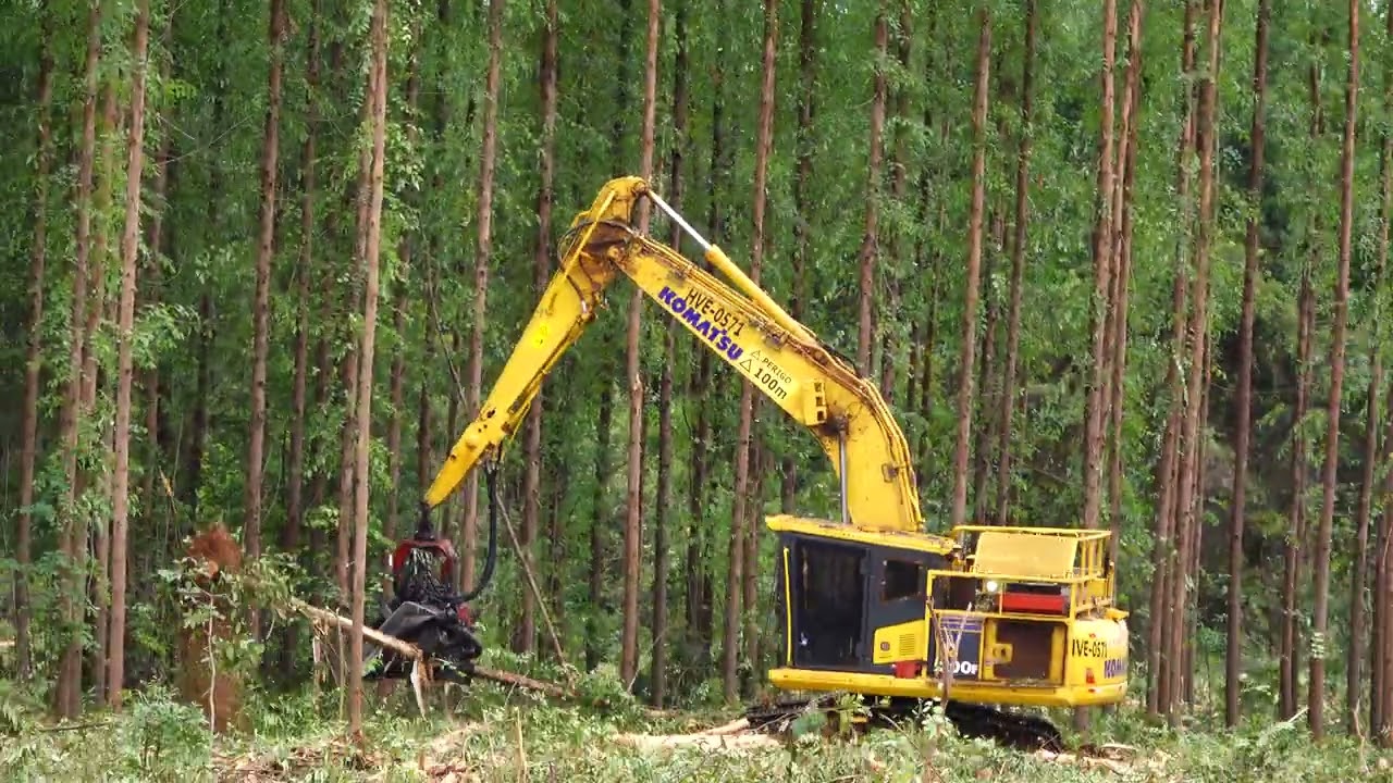 Khai thác gỗ Bạch đàn tại Brazil 2.2025