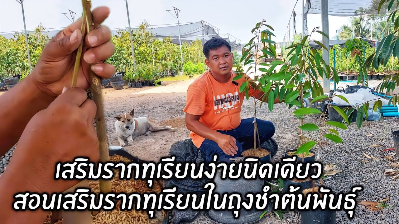 เสริมรากทุเรียนง่ายนิดเดียว สอนเสริมรากทุเรียนในถุงชำต้นพันธุ์ 