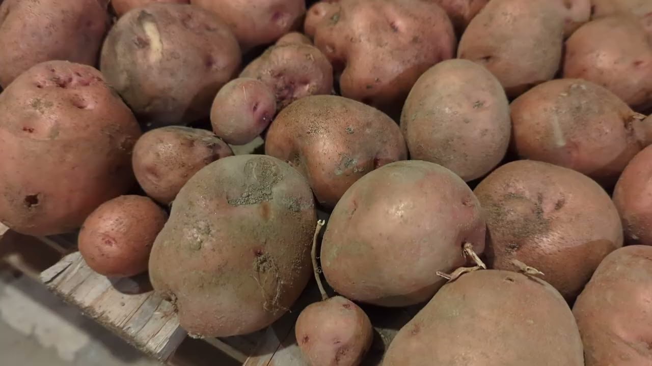 How to Harvest, Cure, and Store Potatoes (2023)