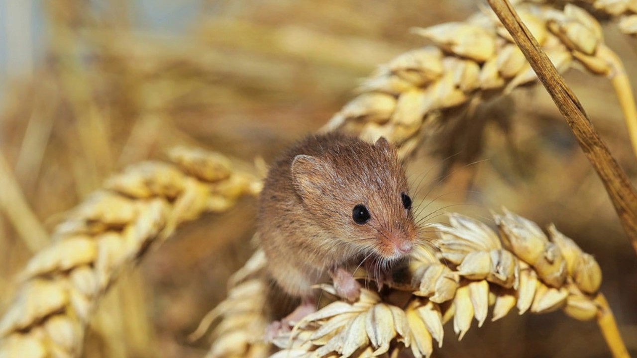 sound of mouse sound of animal YouTube