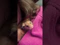 Theo I love you ❤️ #hamster #pets #cute #animals #fluffy #cuddly