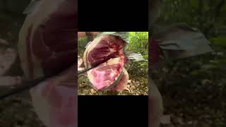 Never unarmed Cutlass Meat Cut test  #cuttest
