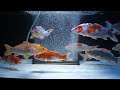 【錦鯉】水槽飼育の夢が叶う