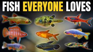 The Ultimate Nano Fish Tier List