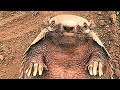 Frank the Armadillo: The Tiny Athlete Who’ll Change How You See Wildlife Forever