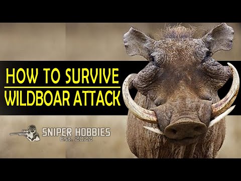 How survive from wild boar attacks - YouTube