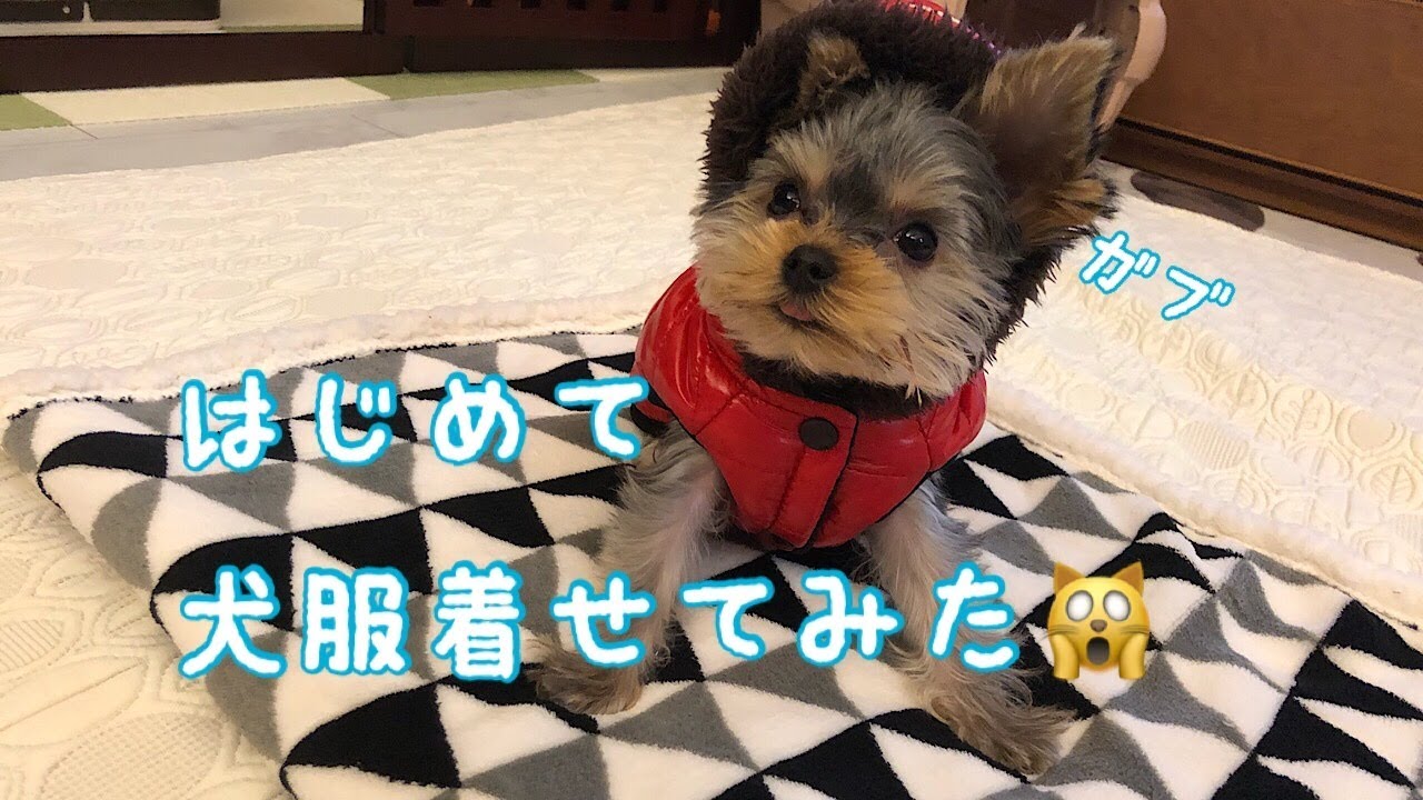 ヨーキー動画ガブ 初めて犬服着せてみたらまるでロボット 笑 Youtube ヨーキー動画ガブ 初めて犬服着せてみたらまるでロボット 笑 Youtube
