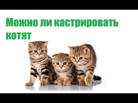 Плюсы И Минусы Ранней Кастрации Кошек & Можно Ли Кастрировать Котят. Ветклиника Био-Вет