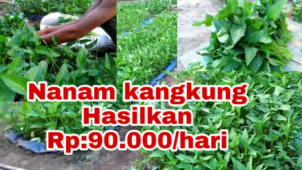 Cara Menanam kangkung sekala Home Industri 