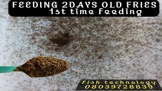 Water Management: Feeding techniques to avoid water pollution [2days Old Catfish Fries Feeding).