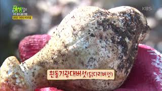 2TV Live Info Show - Goesan-gun 'Wild Mushroom Hot Pot'. 09/14/2018