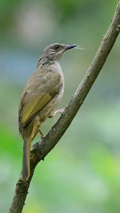 Suara burung kapas tembak || full durasi klik link di bawah ini https://youtu.be/qO_HuutqHwo