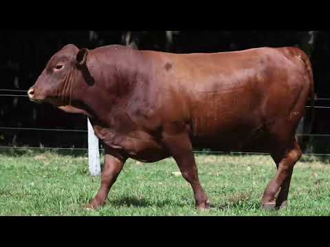 LOTE 20   MMM 1295