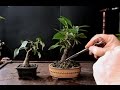 Keeping a Bonsai Tree Small, Dec 2016