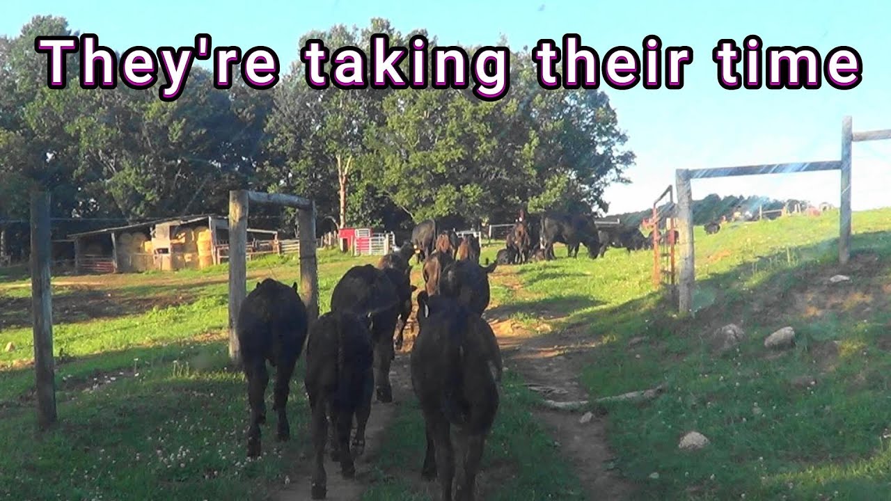 Pasture rotation, Treats, finished mowing first cutting.