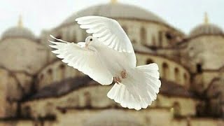 Berat Kandili 2022 Mesajları Resimli Berat Kandil Mesajları Ve Sözleri, Kandiliniz Mübarek Olsun