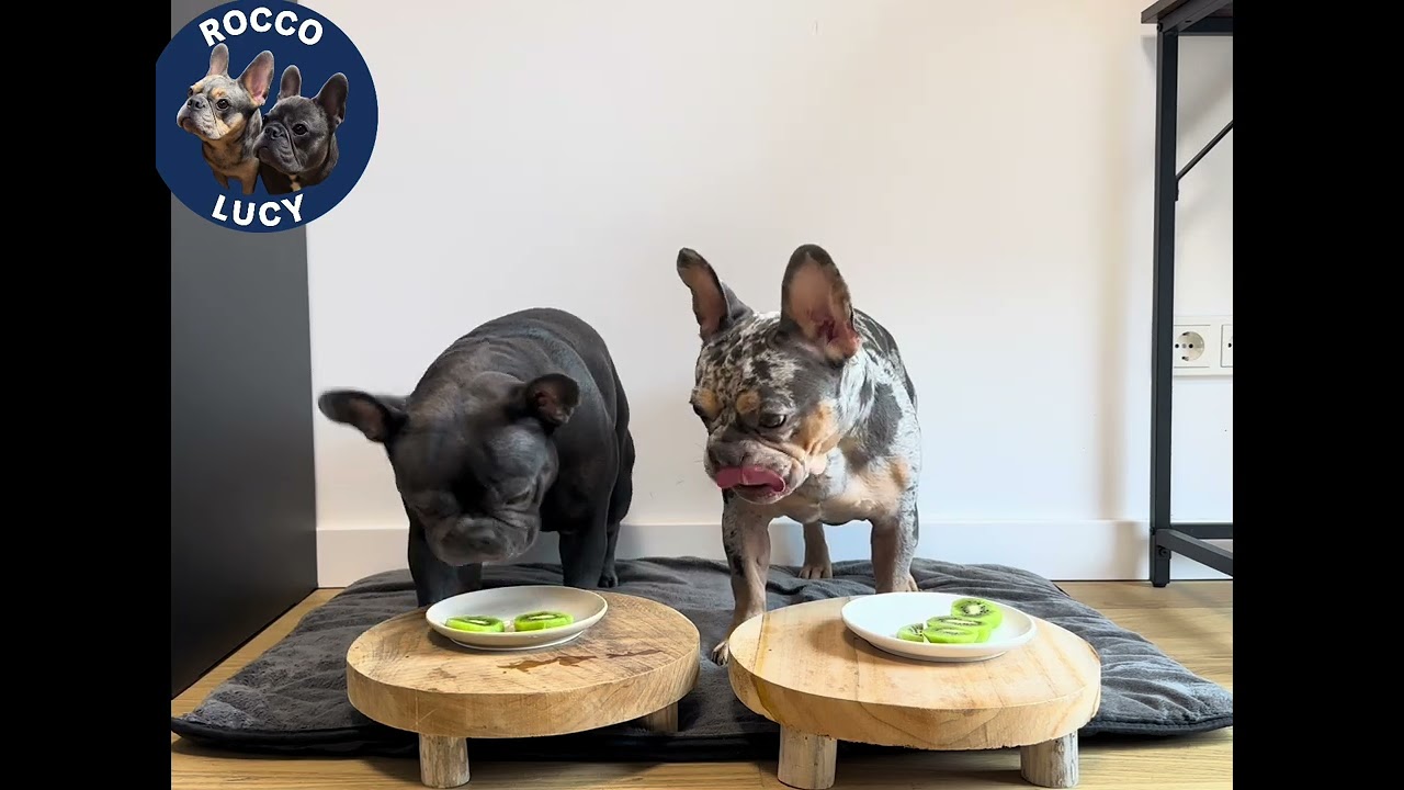 First Time Eating Kiwi! Lucy Loves It, Rocco Isn’t So Sure 🐶🥝 #frenchbulldog #frenchielife #funnydog
