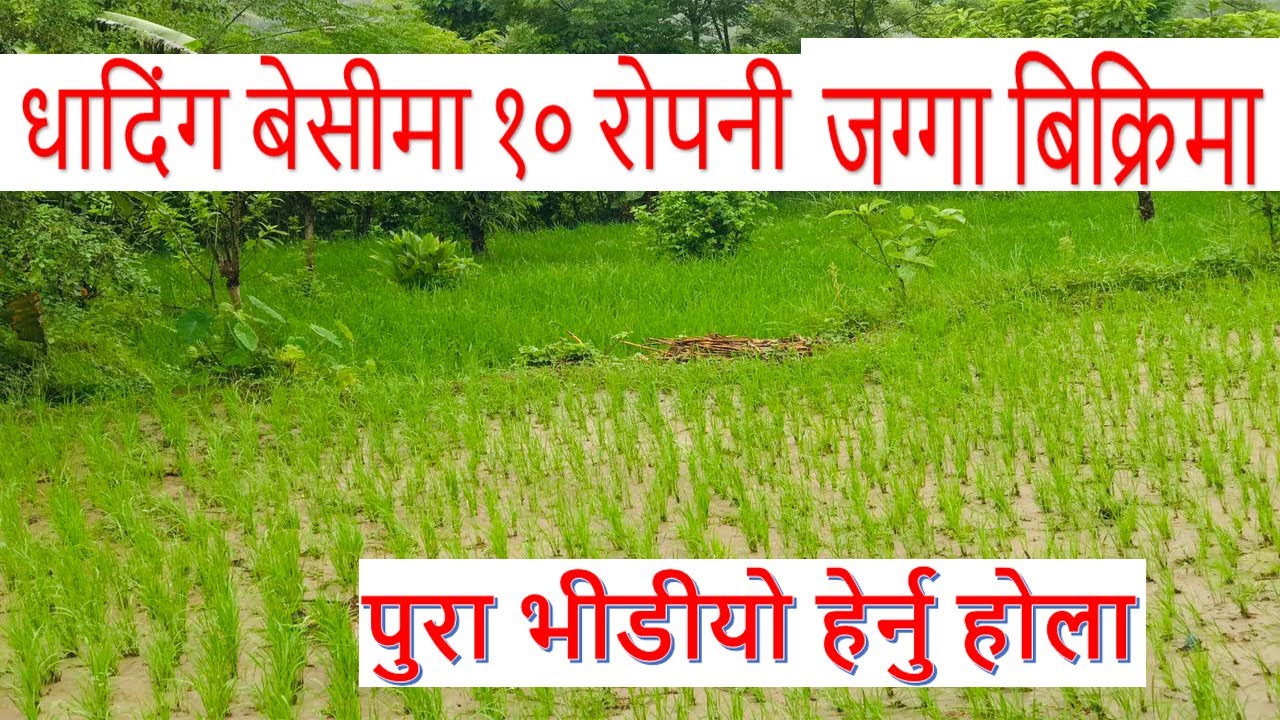 धादिंग मा सस्तो जग्गा बिक्रि मा land for sale in dhading real estate