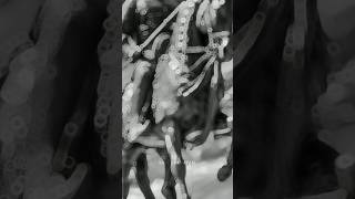 The Box X Maharana Pratap Sinh Edit Maharana Pratap Atude Status Efx