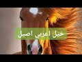 الخيل عربي اصيل الخيل عربي اصيل