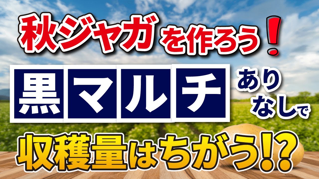 8 秋ジャガイモ 黒マルチあり なしで収穫量に違いはある 家庭菜園 赤じゃがいも Youtube