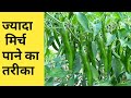 How to care for chilli plants in winter Season Home/Garden