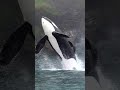 RIP. Kekio died on December 12, 2003. he was famous for playing Willy in the movie Free Willy 1993