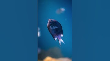 Algemene kennis | Quizzen | Algemene kennisquiz